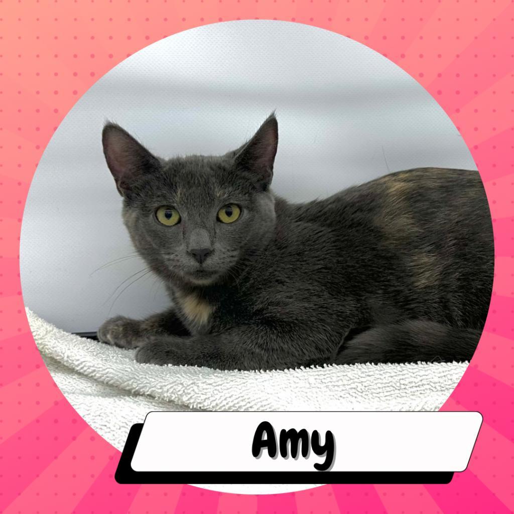 Enlarge Amy Farrah Fowler, a Adoptable American Shorthair in Suisun City, CA image 2/6