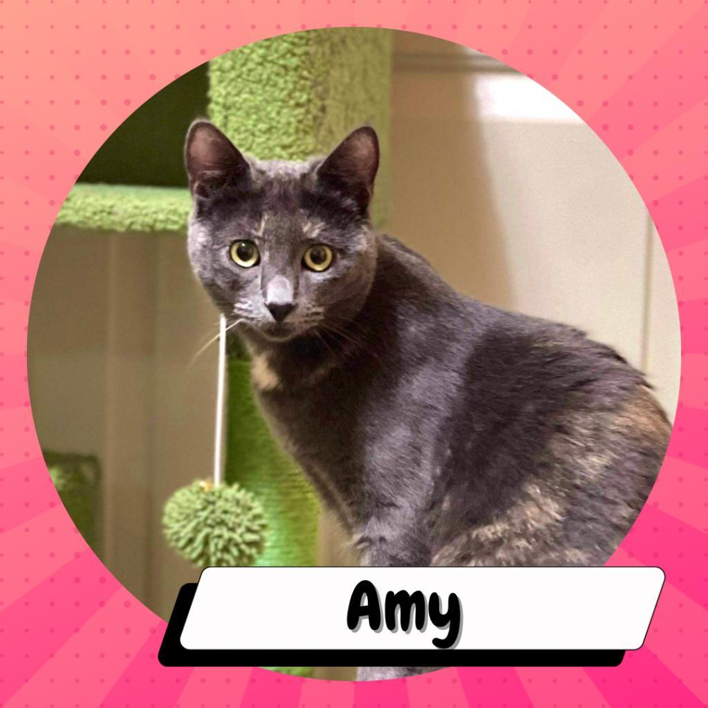 Enlarge Amy Farrah Fowler, a Adoptable American Shorthair in Suisun City, CA image 3/6