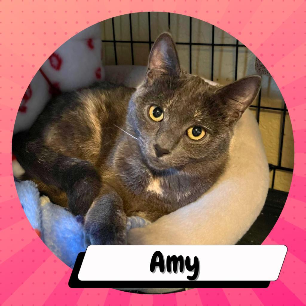 Enlarge Amy Farrah Fowler, a Adoptable American Shorthair in Suisun City, CA image 4/6