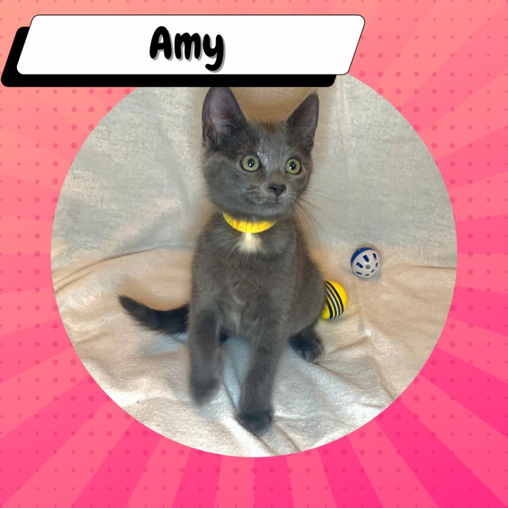 Enlarge Amy Farrah Fowler, a Adoptable American Shorthair in Suisun City, CA image 5/6