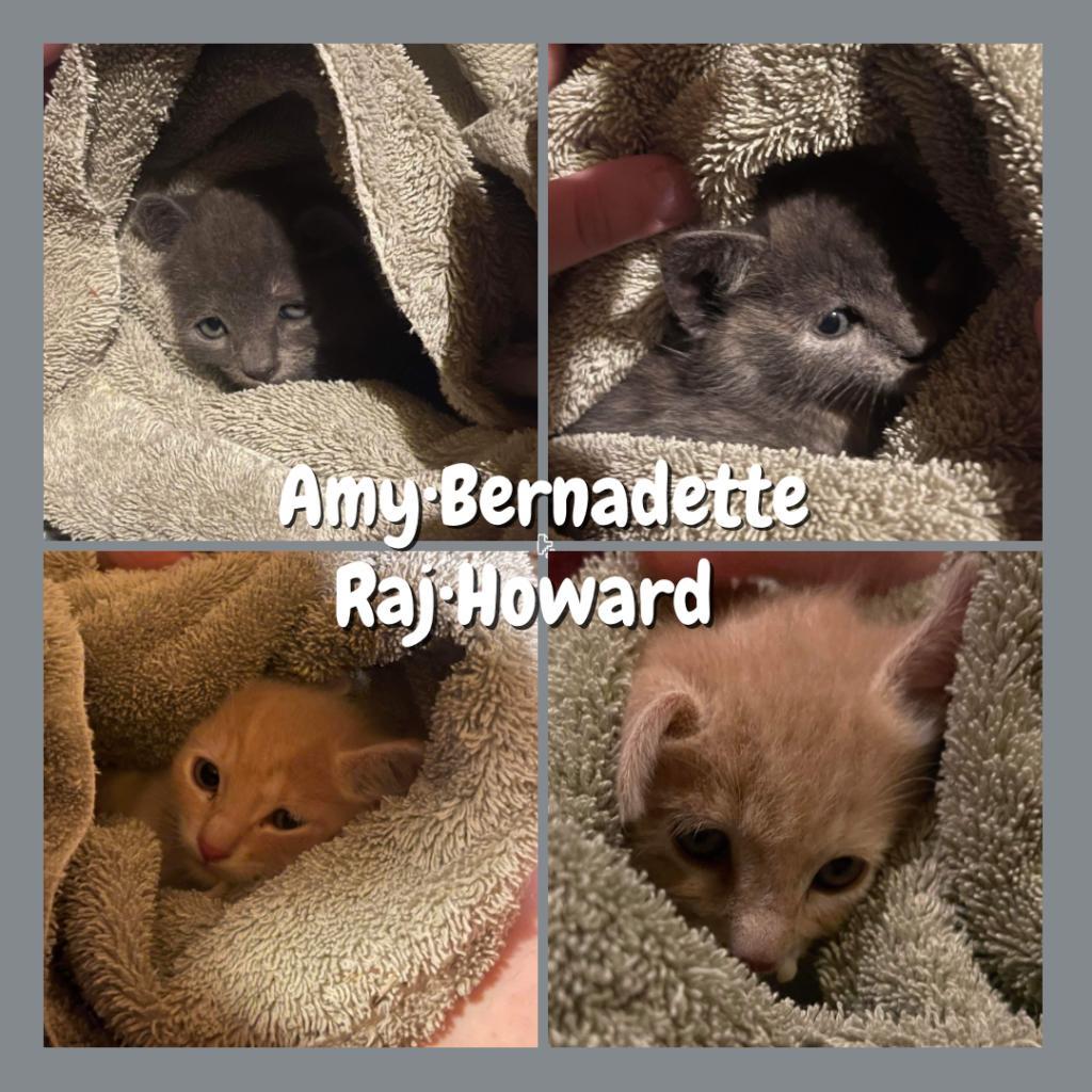 Enlarge Amy Farrah Fowler, a Adoptable American Shorthair in Suisun City, CA image 6/6