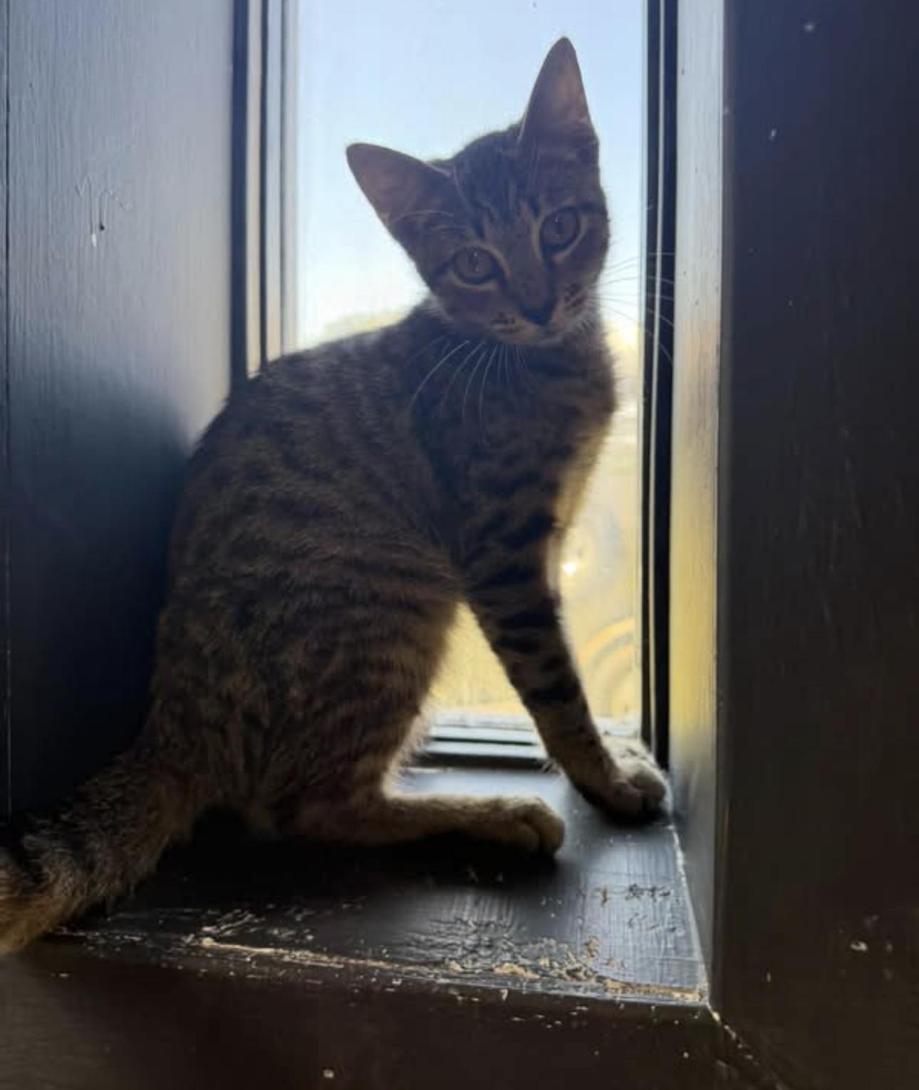 Enlarge Mister, a Adoptable Domestic Short Hair in Vicksburg, MS image 1/1
