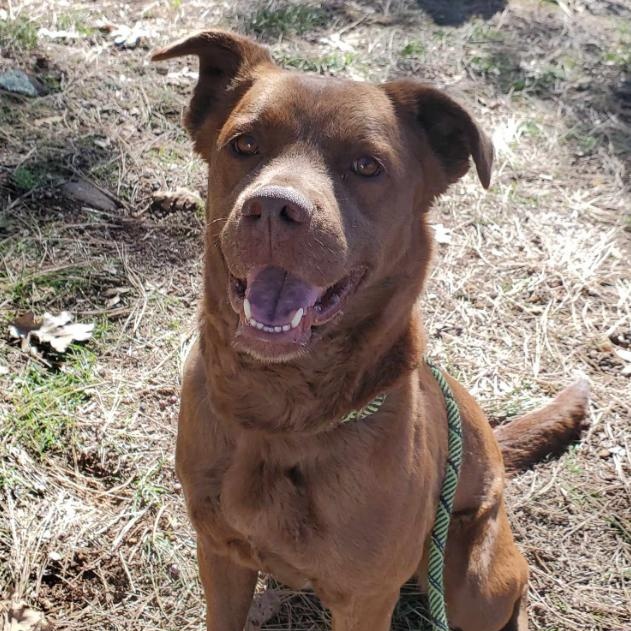Hazel, a Adoptable mixed breed in Lakeside, AZ image 1/2