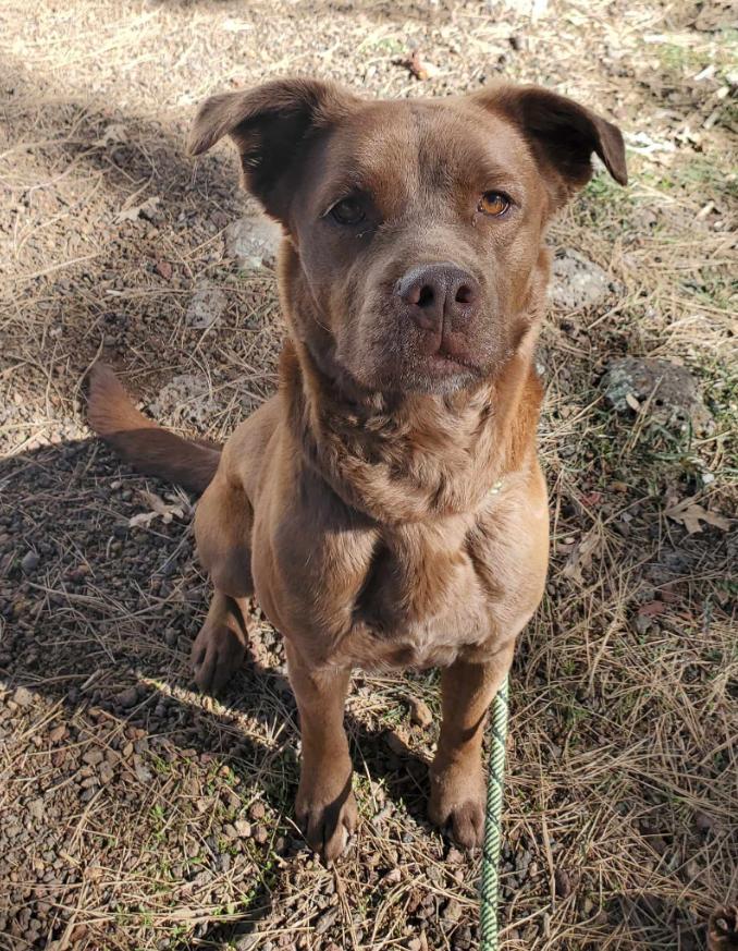 Hazel, a Adoptable mixed breed in Lakeside, AZ image 2/2