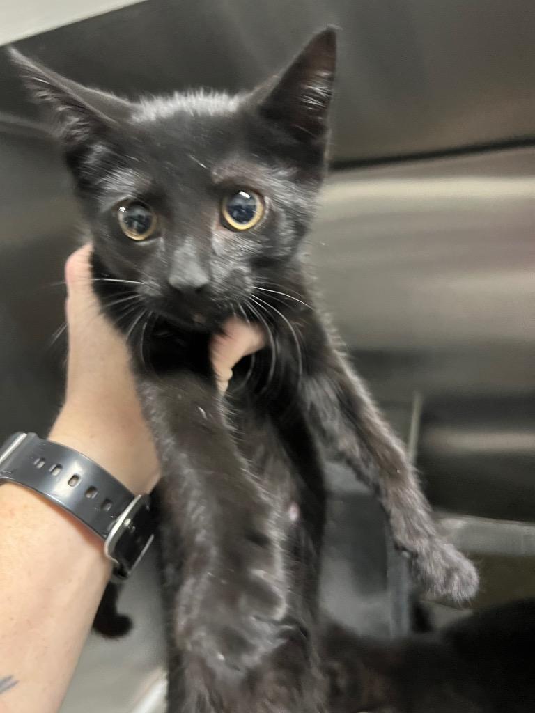 Pocus, Adoptable, Kitten Female Domestic Short Hair.