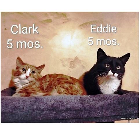 Enlarge Eddie, a ADOPTABLE Domestic Short Hair in Salt Lake City, UT image 2/3