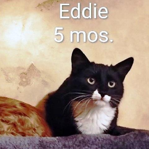 Enlarge Eddie, a ADOPTABLE Domestic Short Hair in Salt Lake City, UT image 1/3