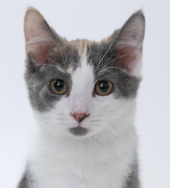 Enlarge Stevie, a ADOPTABLE mixed breed in Chicago, IL image 3/3