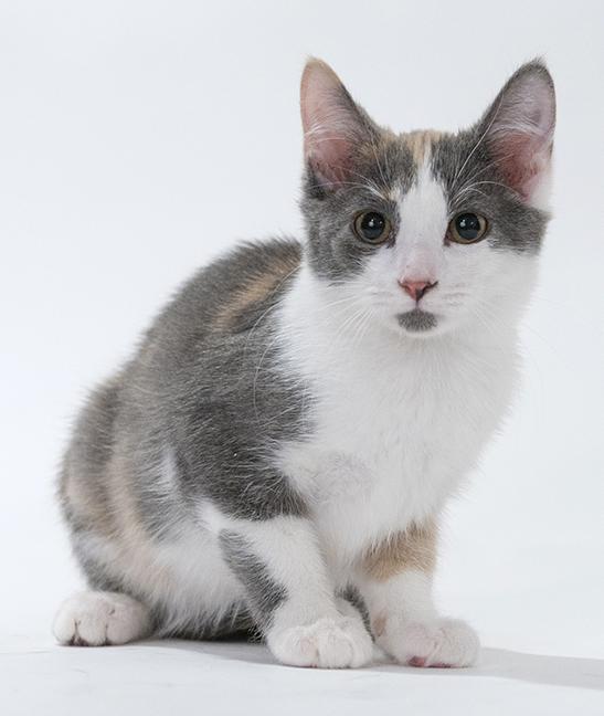 Enlarge Stevie, a ADOPTABLE mixed breed in Chicago, IL image 2/3