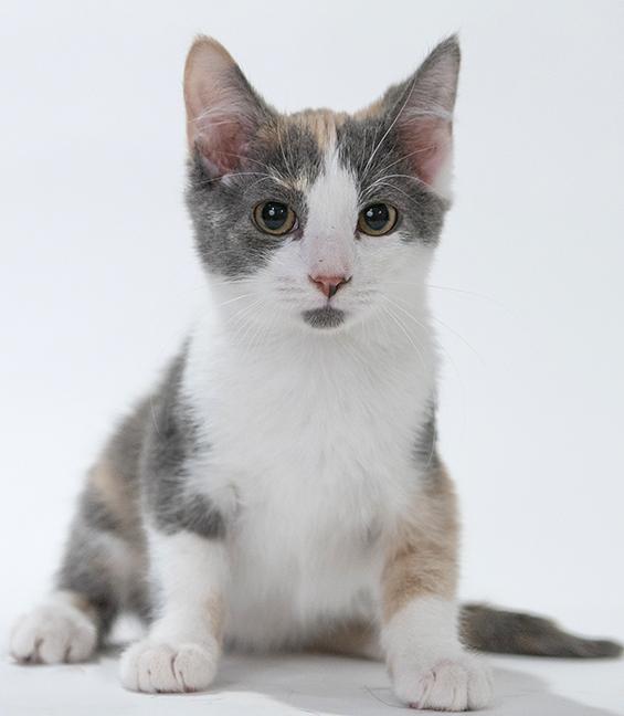 Enlarge Stevie, a ADOPTABLE mixed breed in Chicago, IL image 1/3