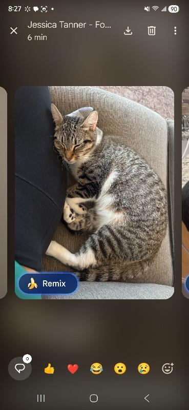 Penelope, a Adoptable Domestic Short Hair in Kennewick, WA image 1/2