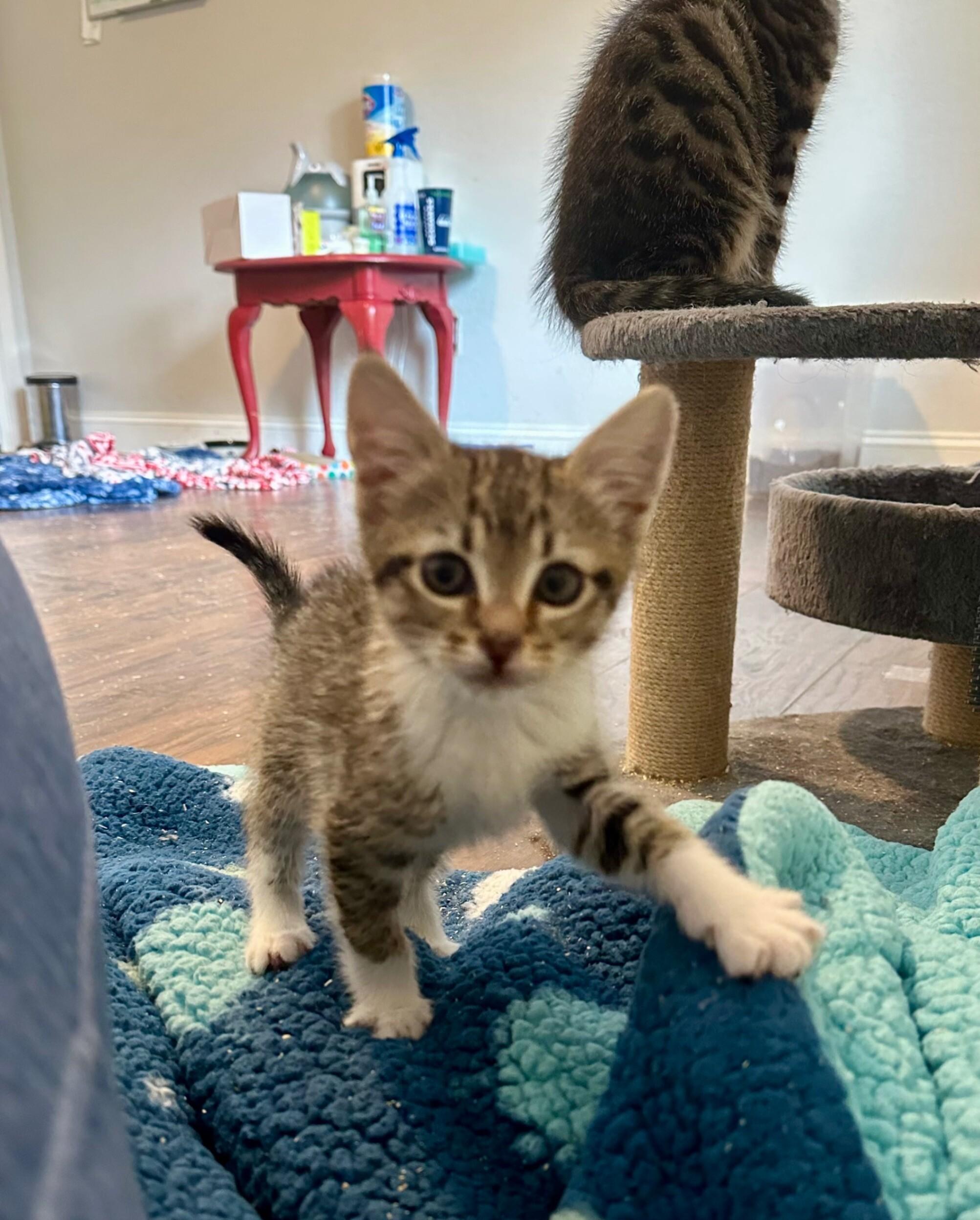 Penelope, a Adoptable Domestic Short Hair in Kennewick, WA image 2/2