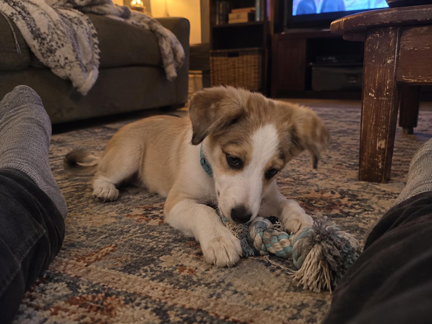 Enlarge Buttercup, a Adopted Border Collie in Encinitas, CA image 5/6