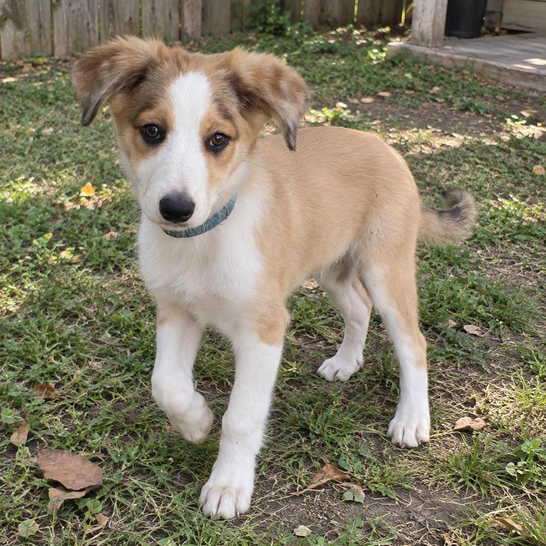 Buttercup, Adopted, Puppy Female Border Collie.
