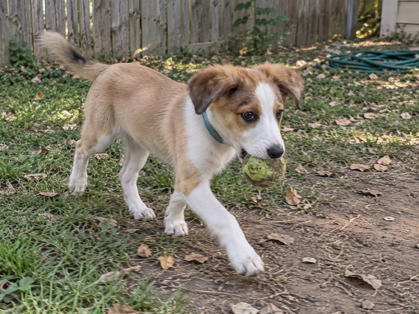 Enlarge Buttercup, a Adopted Border Collie in Encinitas, CA image 3/6