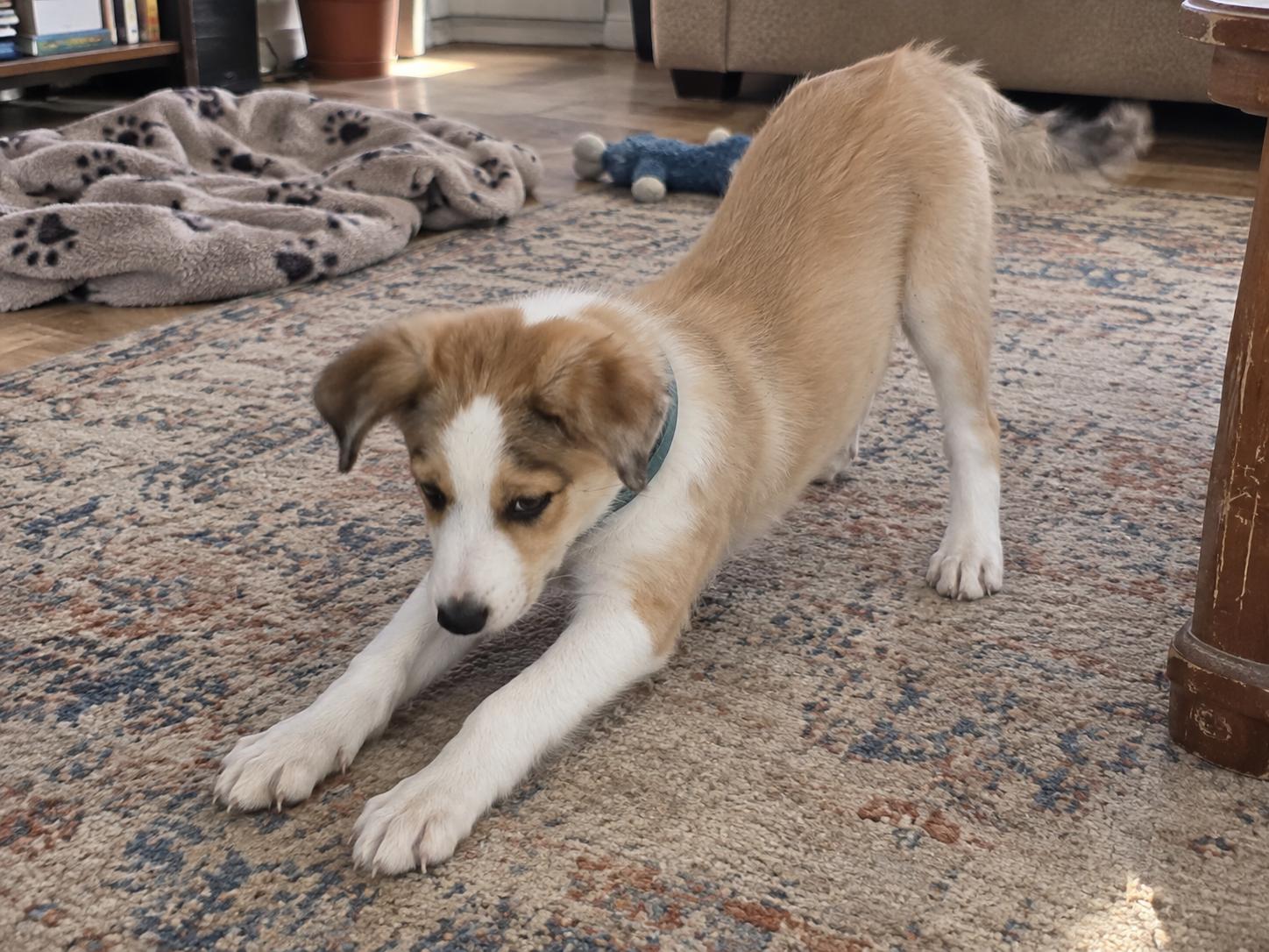 Enlarge Buttercup, a Adopted Border Collie in Encinitas, CA image 6/6