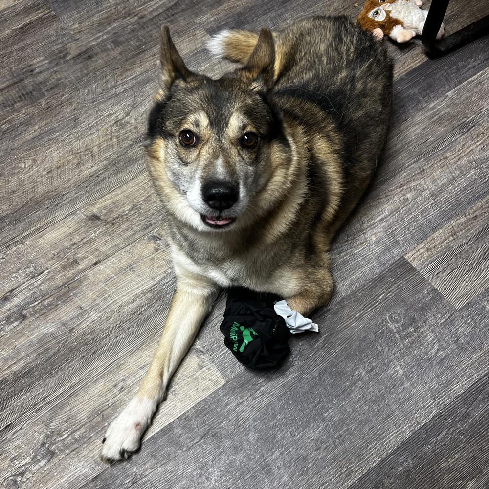 Russell - 25279, Adoptable, Adult Male Norwegian Elkhound & German Shepherd Dog.