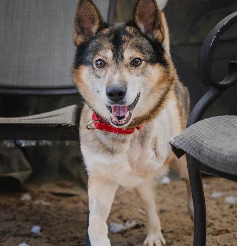 Enlarge Russell - 25279, a Adoptable mixed breed in Armonk, NY image 2/6