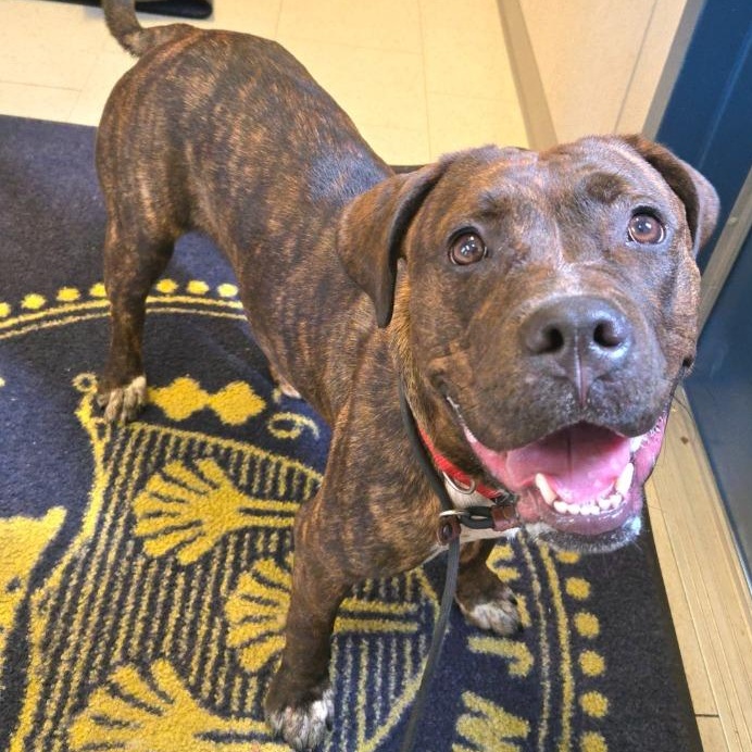 Enlarge Colorful, a ADOPTABLE Pit Bull Terrier in Trenton, NJ image 1/1