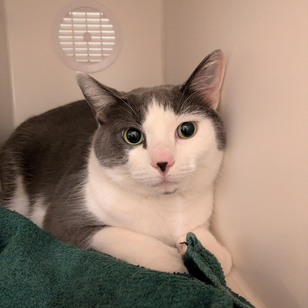 Enlarge Chunky Monkey, a Adoptable Domestic Short Hair in South Burlington, VT image 1/4