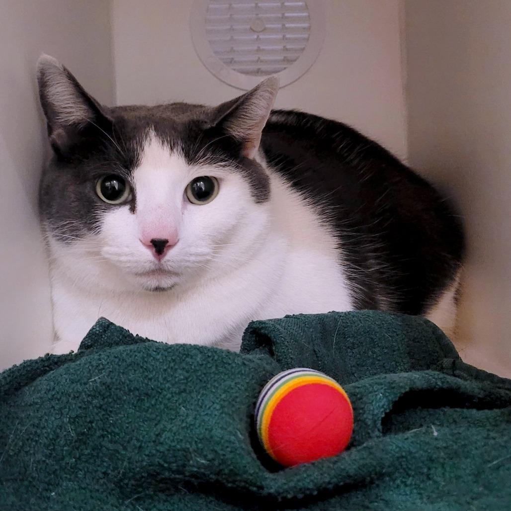 Enlarge Chunky Monkey, a Adoptable Domestic Short Hair in South Burlington, VT image 2/4