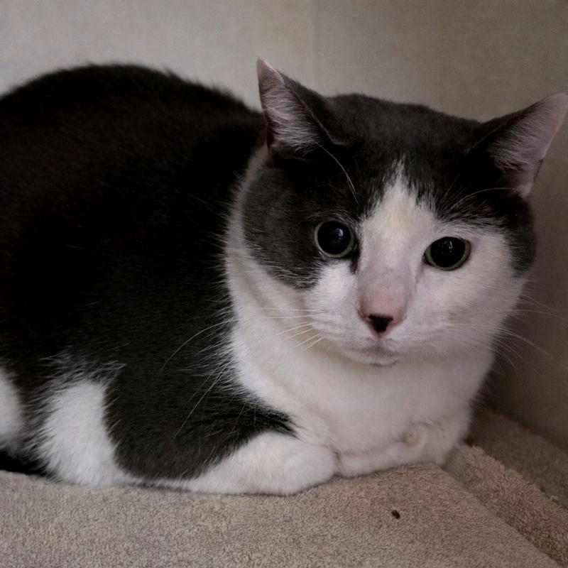 Enlarge Chunky Monkey, a Adoptable Domestic Short Hair in South Burlington, VT image 3/4