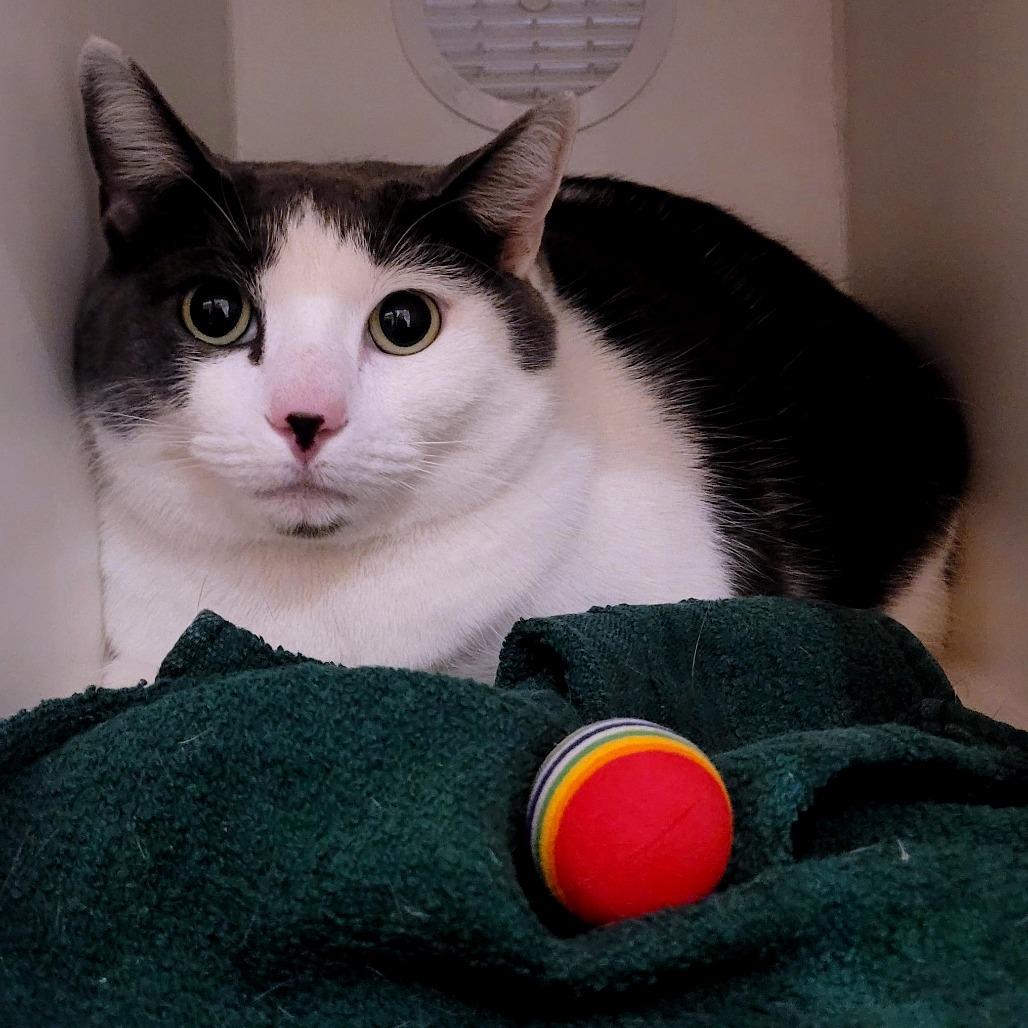 Enlarge Chunky Monkey, a Adoptable Domestic Short Hair in South Burlington, VT image 4/4