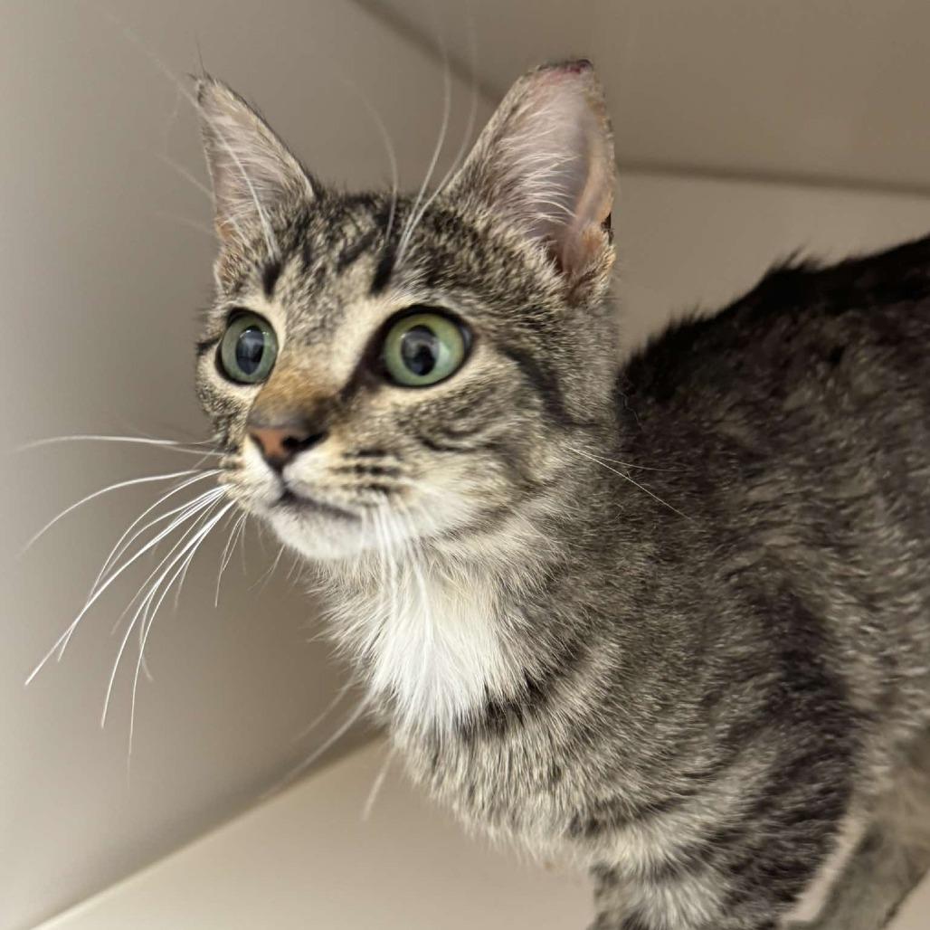 Enlarge Pearla, a Adoptable Domestic Short Hair in Rocky Mount, VA image 1/1