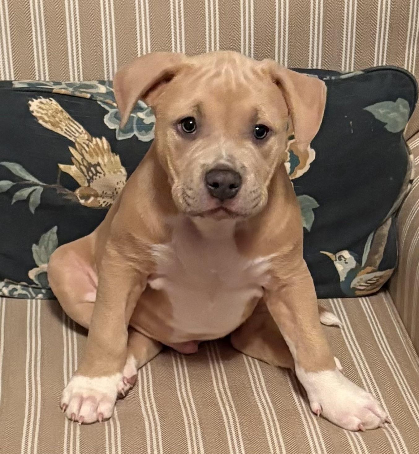 Enlarge Murphy, an adopted mixed breed in Charles Town, WV image 4/4