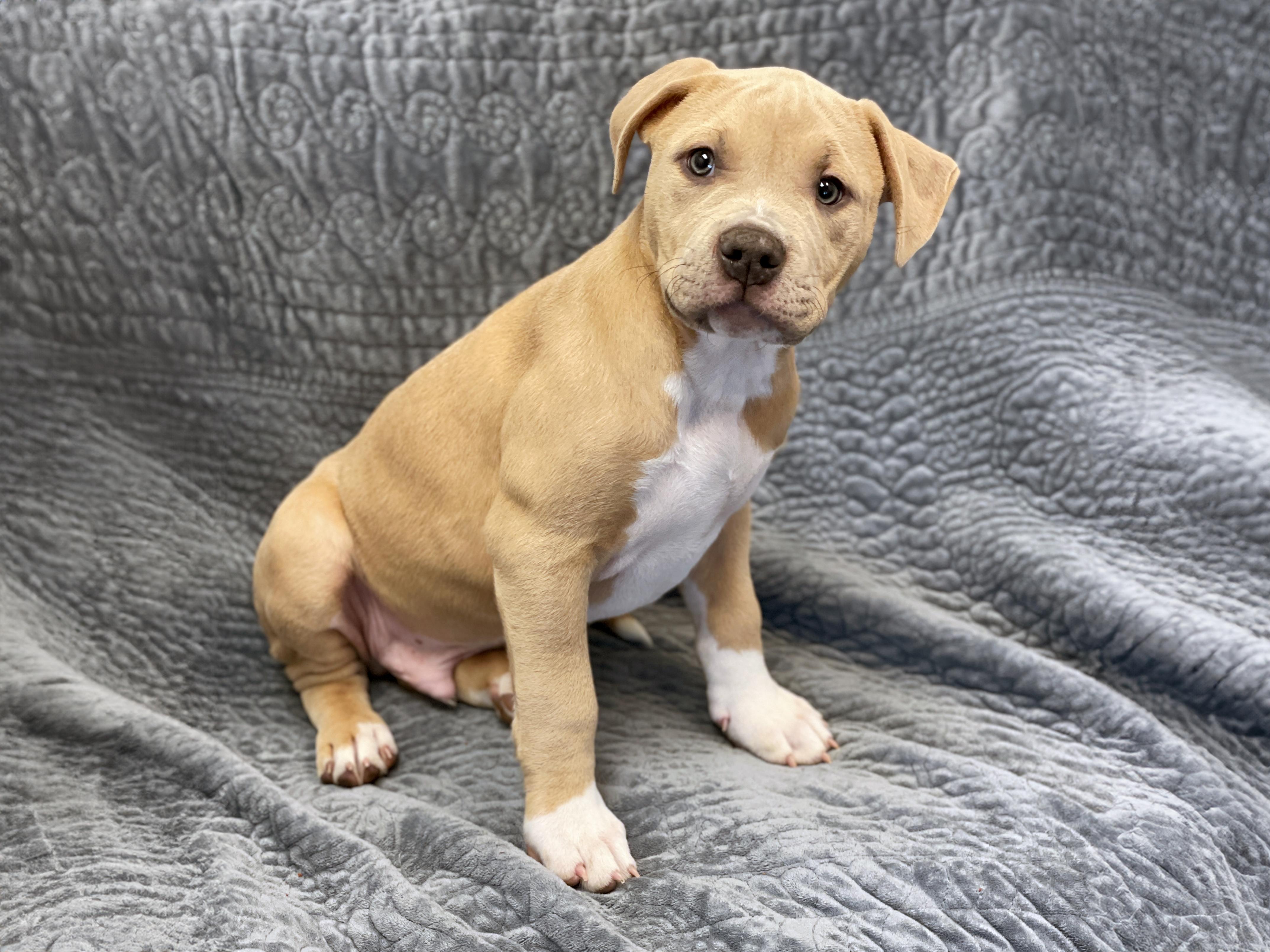 Enlarge Murphy, an adopted mixed breed in Charles Town, WV image 2/4