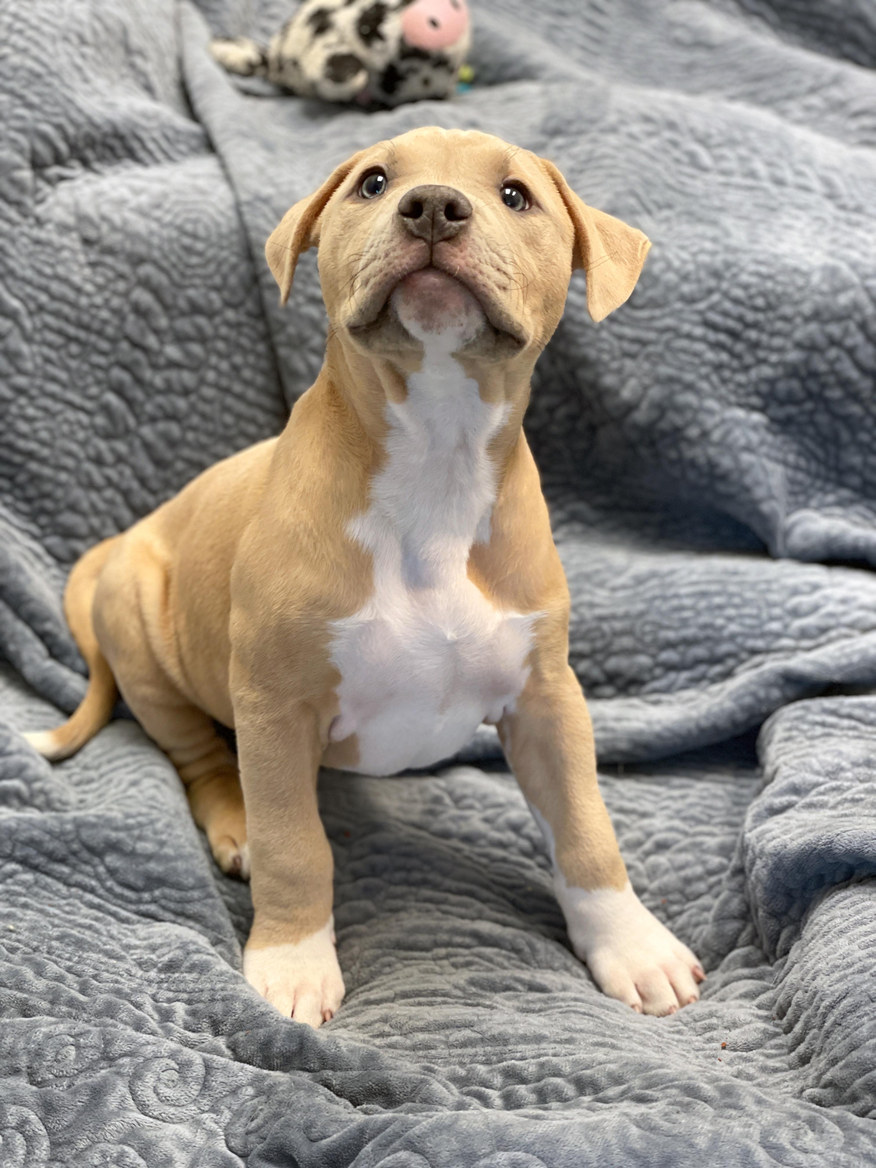 Enlarge Murphy, an adopted mixed breed in Charles Town, WV image 3/4