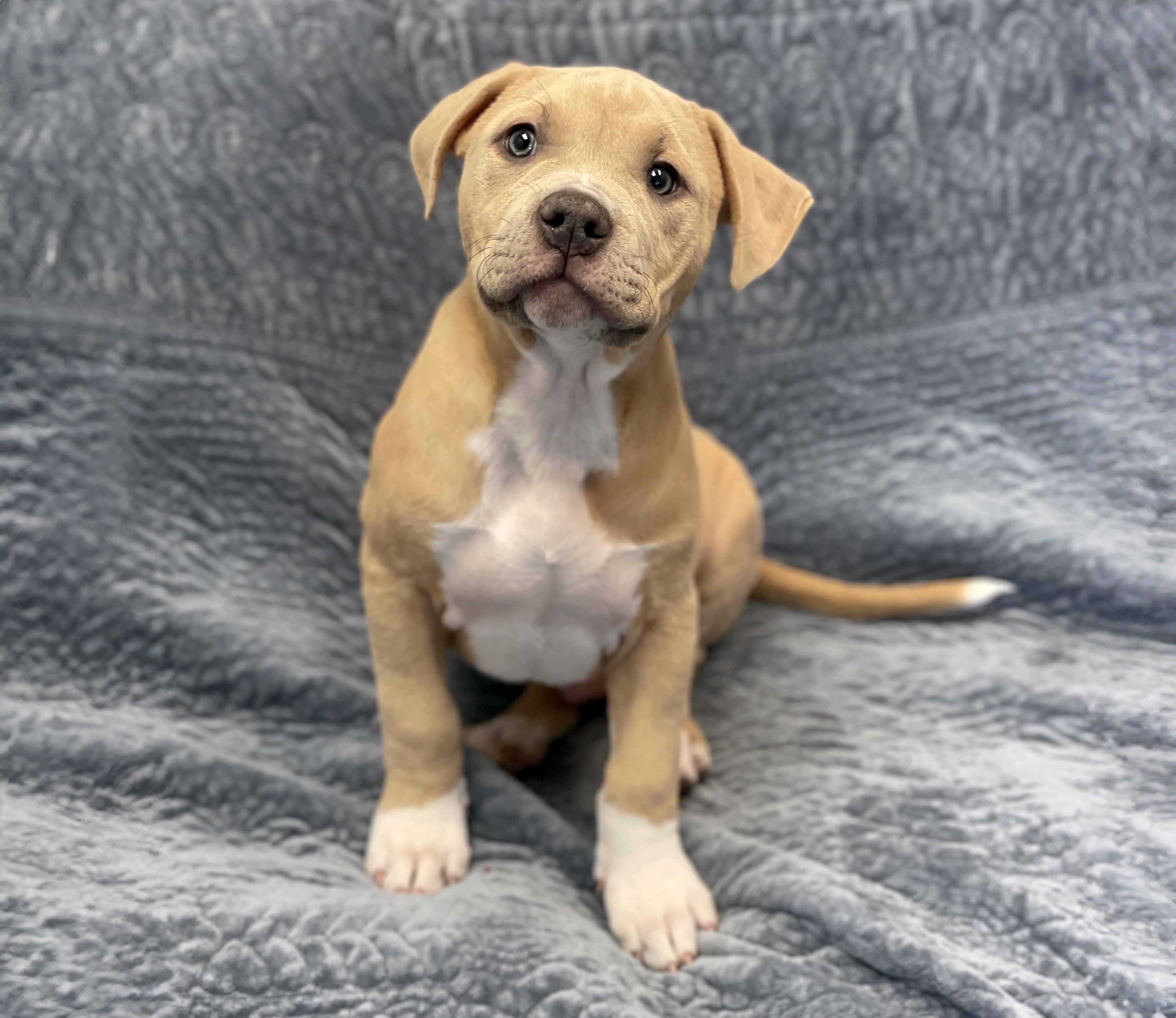 Enlarge Murphy, an adopted mixed breed in Charles Town, WV image 1/4