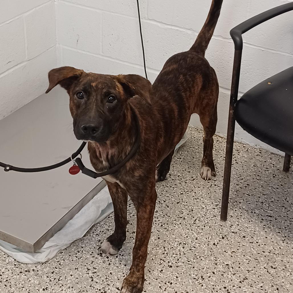 Enlarge Mascot, a Adoptable mixed breed in Hattiesburg, MS image 1/1