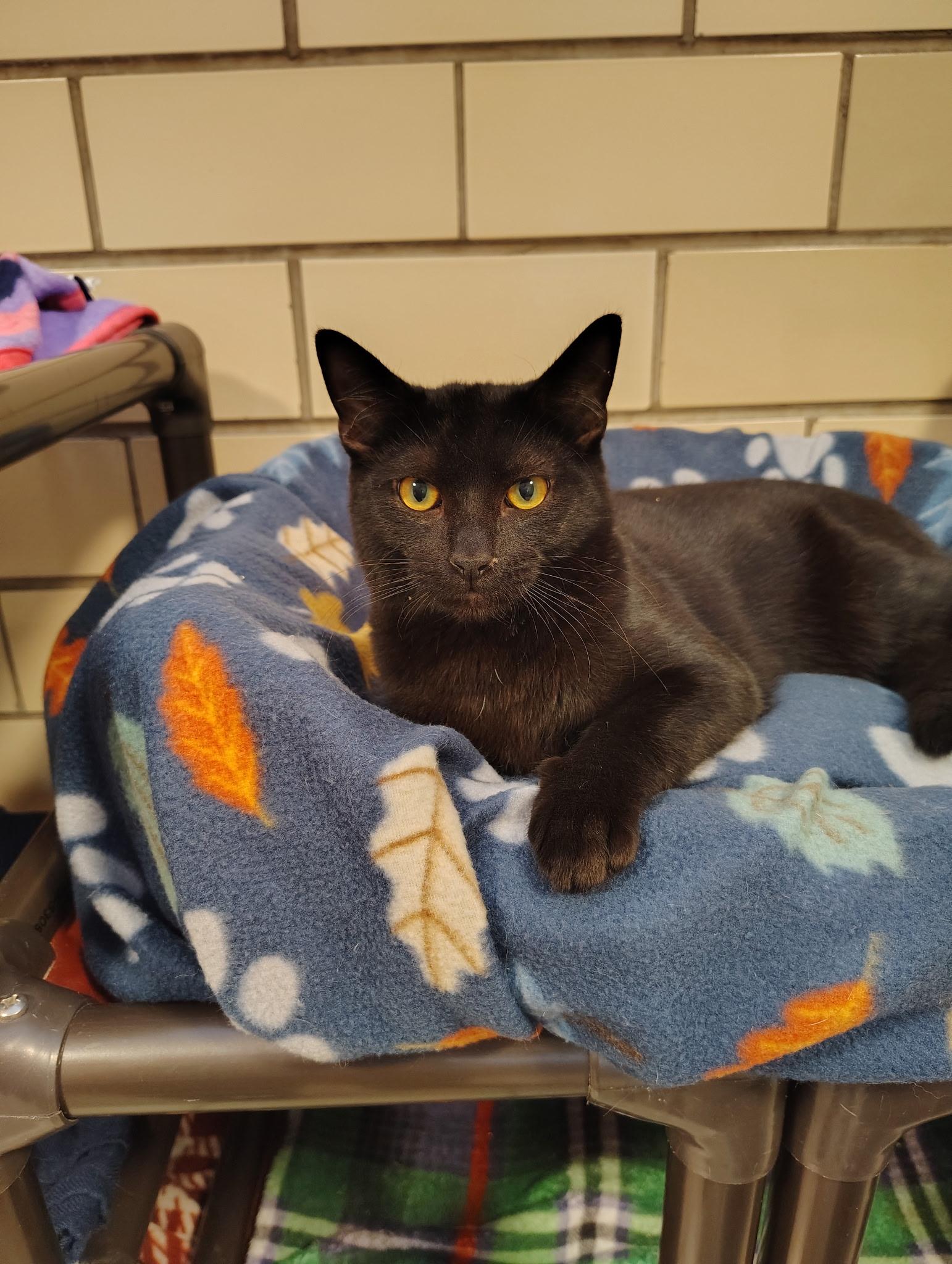 Enlarge Jack, a ADOPTABLE American Shorthair in Pueblo, CO image 1/1