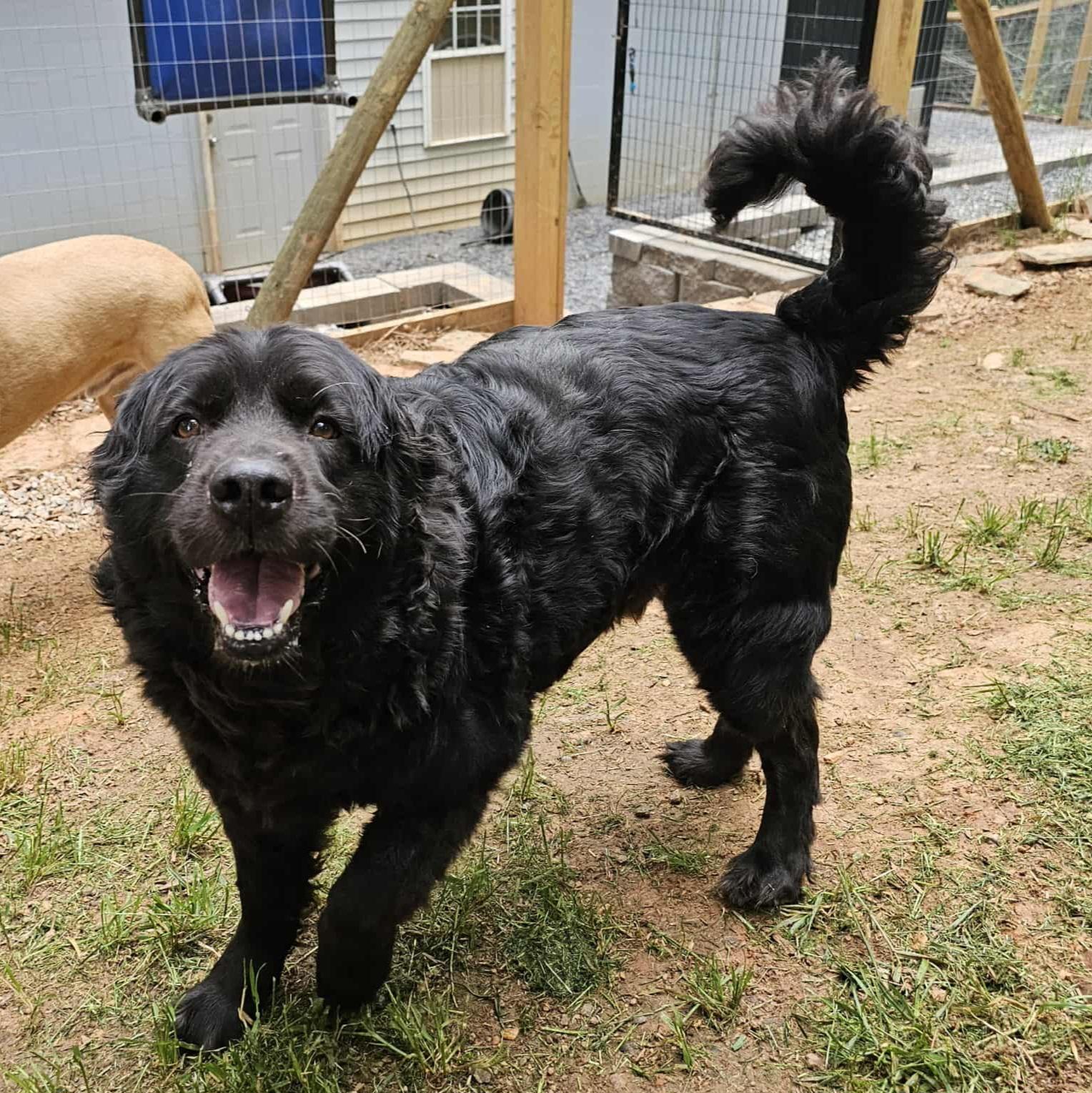 Enlarge Bear, a Adopted mixed breed in Clover, SC image 2/6