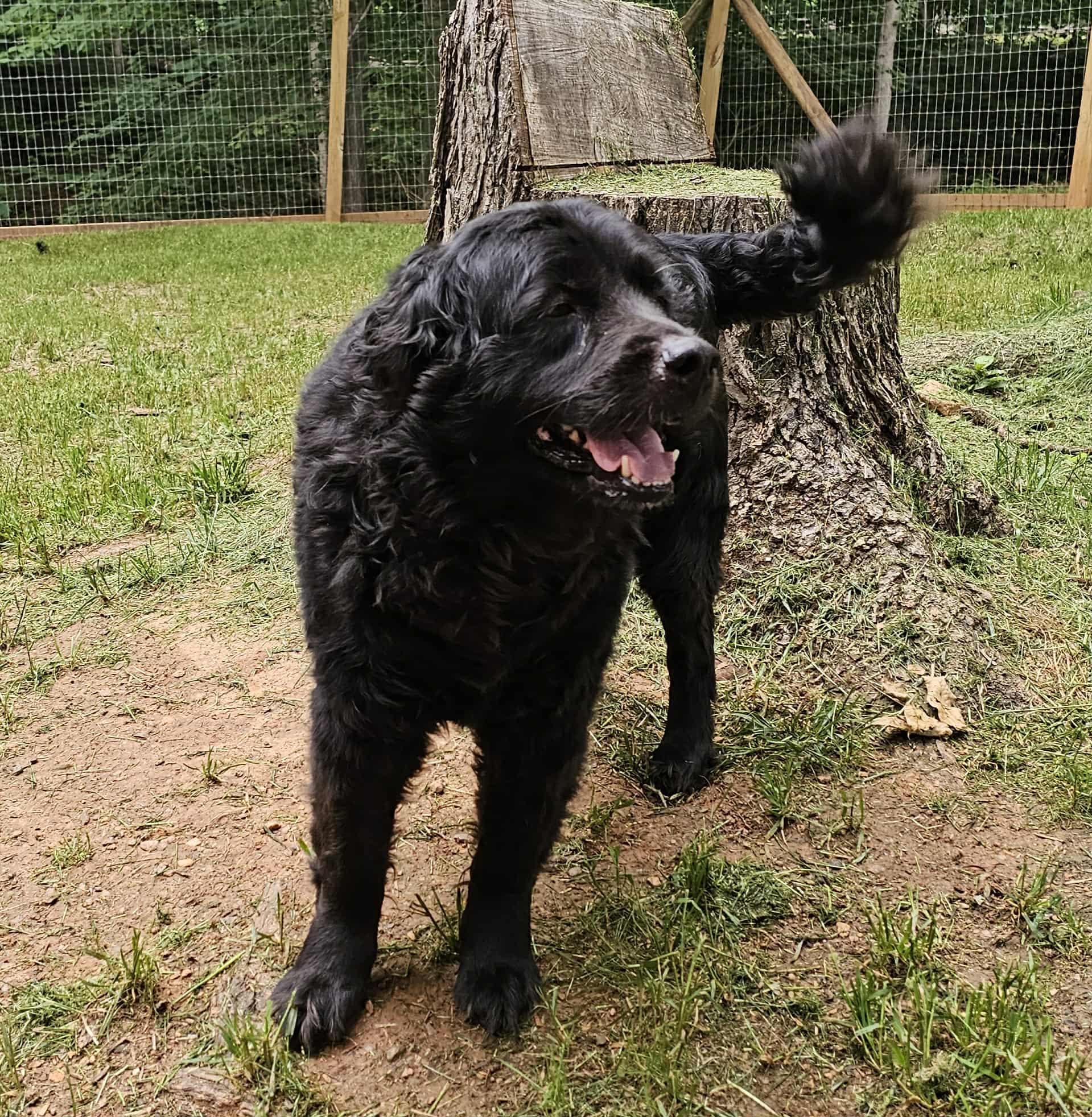 Enlarge Bear, a Adopted mixed breed in Clover, SC image 3/6