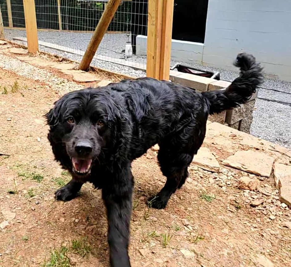 Enlarge Bear, a Adopted mixed breed in Clover, SC image 4/6
