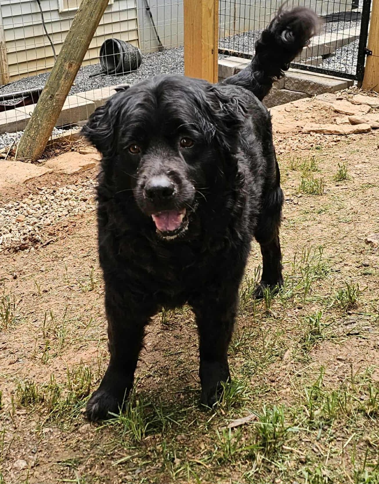 Enlarge Bear, a Adopted mixed breed in Clover, SC image 5/6