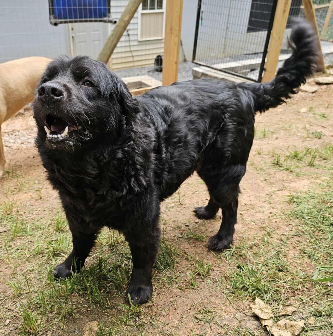 Enlarge Bear, a Adopted mixed breed in Clover, SC image 6/6