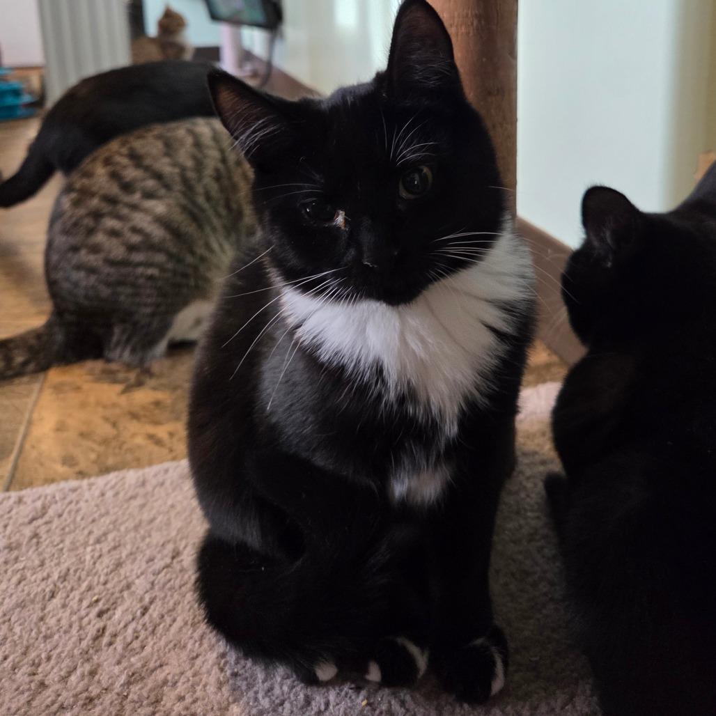 Enlarge Uriah, a Adoptable Domestic Short Hair in Priest River, ID image 1/2