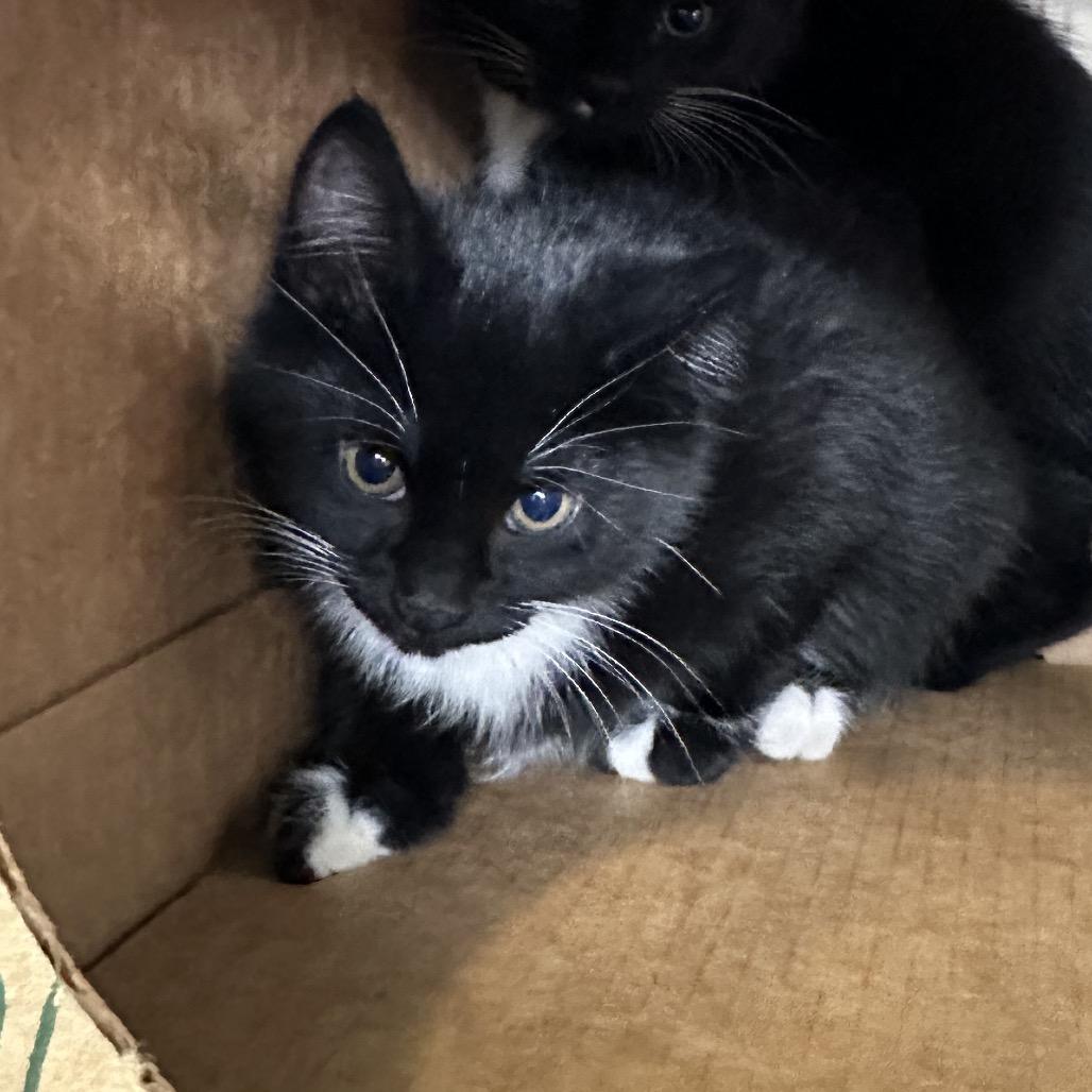 Uriah, Adoptable, Kitten Female Domestic Short Hair.