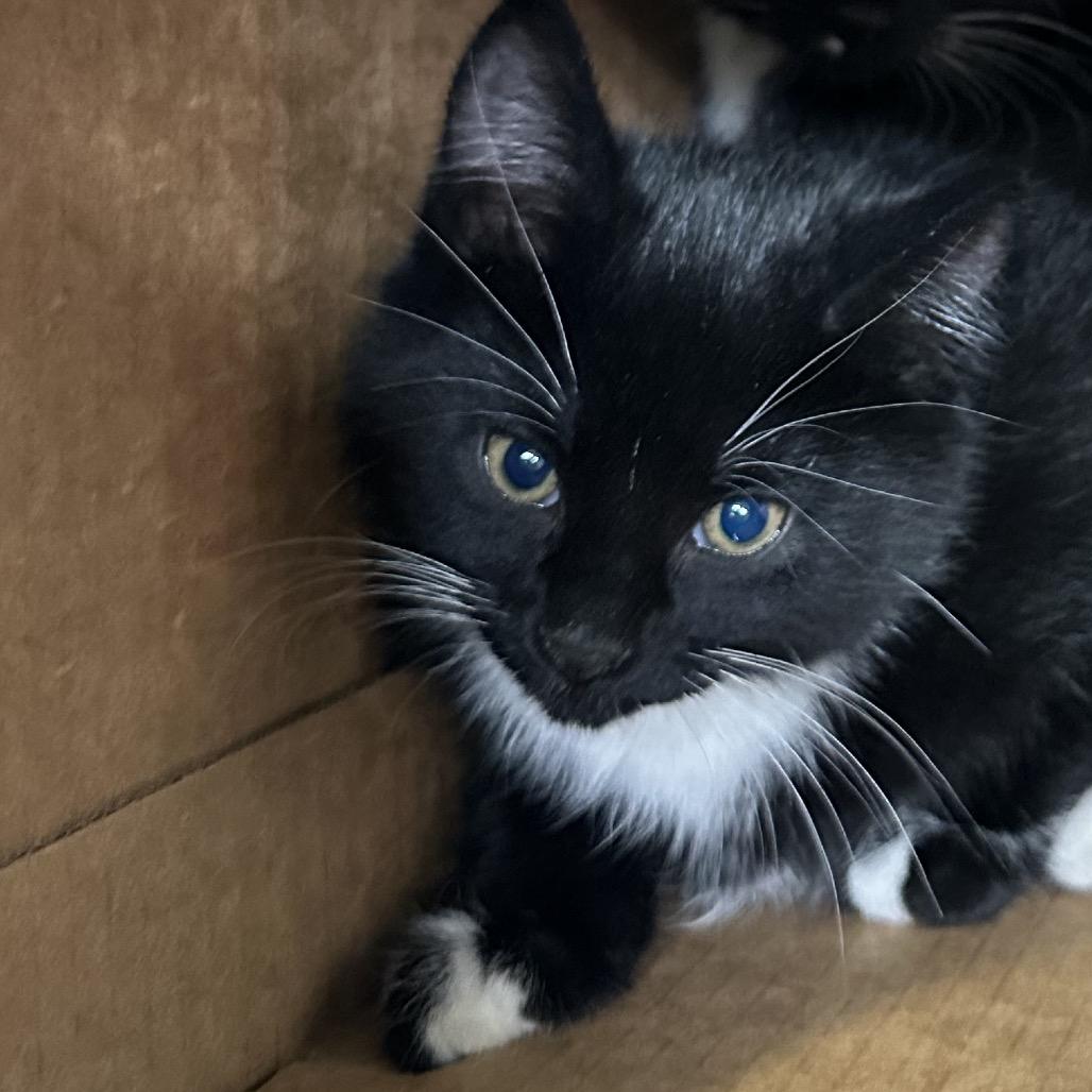 Uriah, a Adoptable Domestic Short Hair in Priest River, ID image 2/2