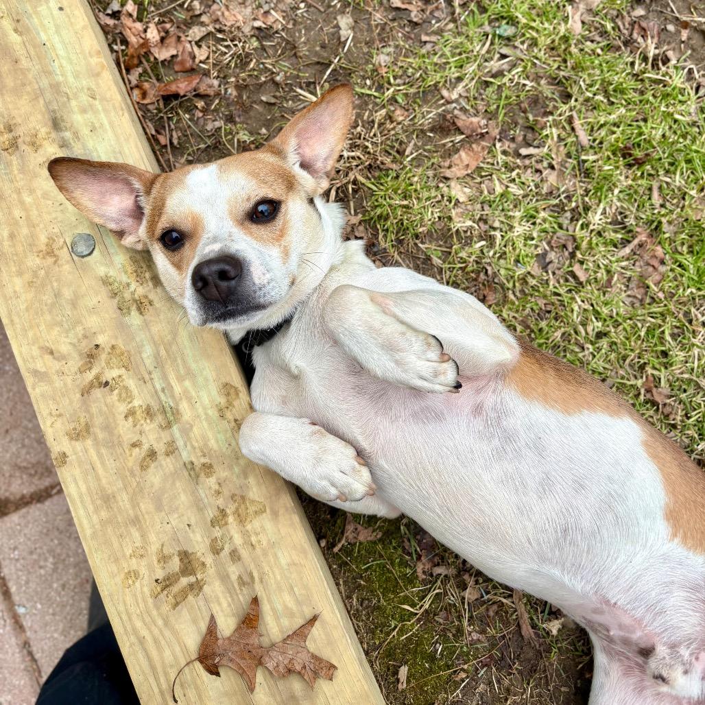 Enlarge Mike, a Adoptable mixed breed in New Fairfield, CT image 1/6