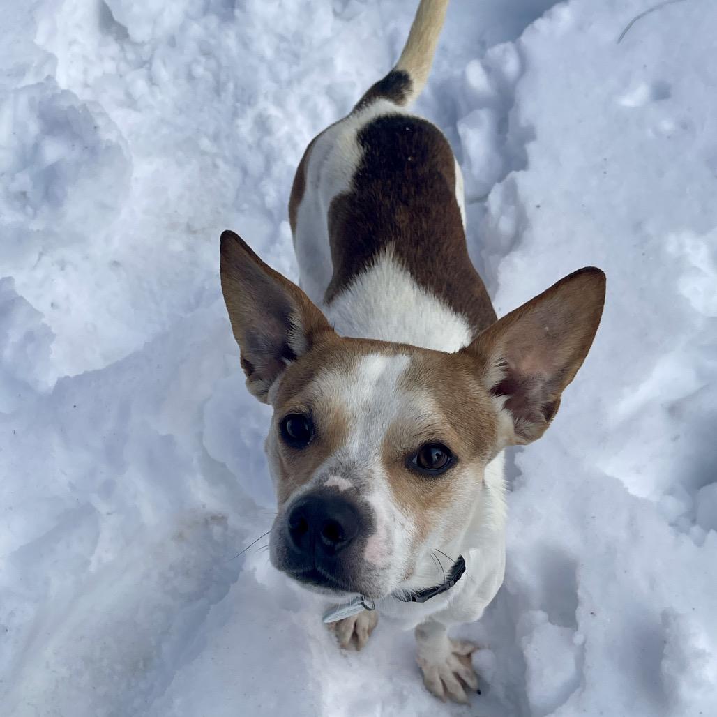 Enlarge Mike, a Adoptable mixed breed in New Fairfield, CT image 2/6