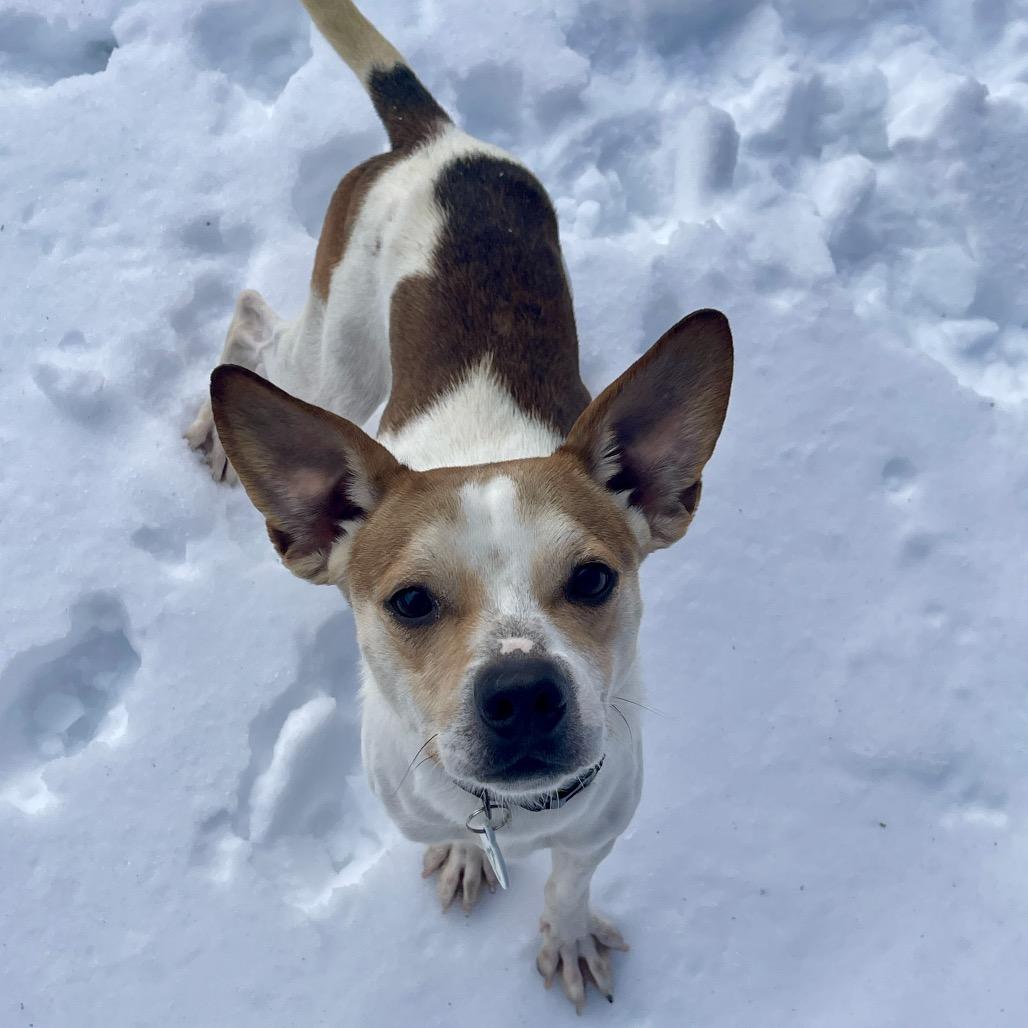 Enlarge Mike, a Adoptable mixed breed in New Fairfield, CT image 3/6