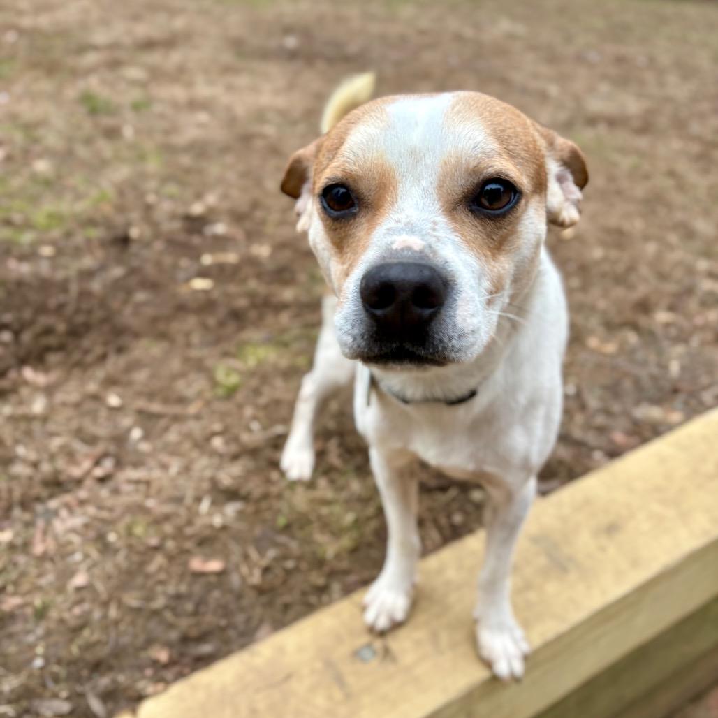 Enlarge Mike, a Adoptable mixed breed in New Fairfield, CT image 4/6