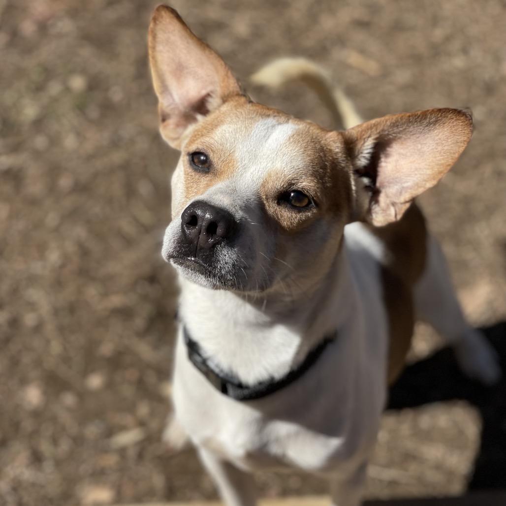 Enlarge Mike, a Adoptable mixed breed in New Fairfield, CT image 5/6