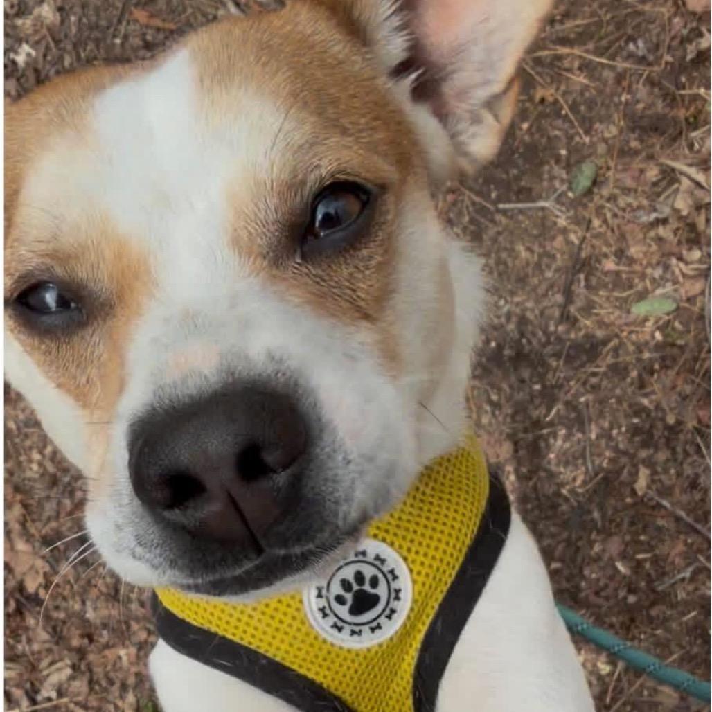 Enlarge Mike, a Adoptable mixed breed in New Fairfield, CT image 5/6