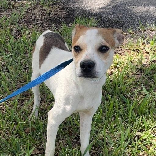Enlarge Mike, a Adoptable mixed breed in New Fairfield, CT image 6/6