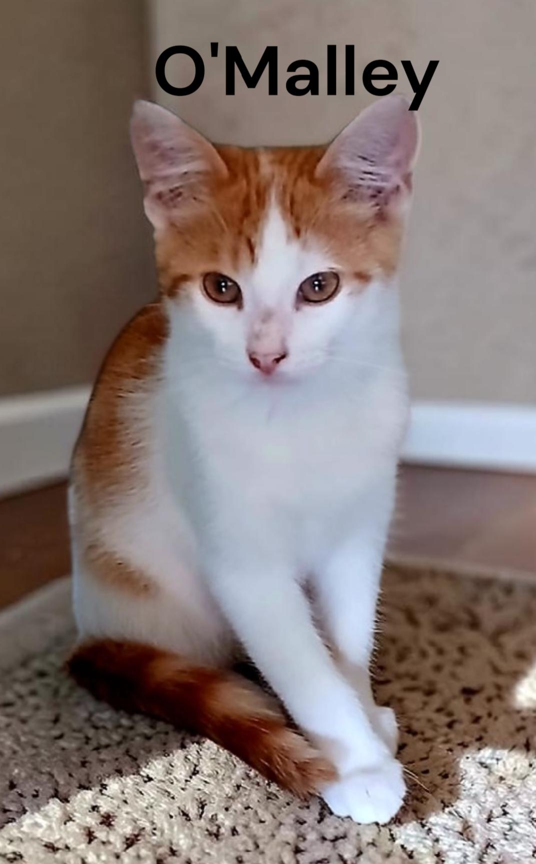 Enlarge O'Malley, a Adoptable Domestic Short Hair in Chesapeake, VA image 1/3